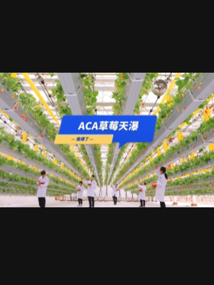 自由升降、追光生长。#ACA草莓天瀑，美爆了！向天再借500平！#ACA可控农业 #华维集团 #数字农业