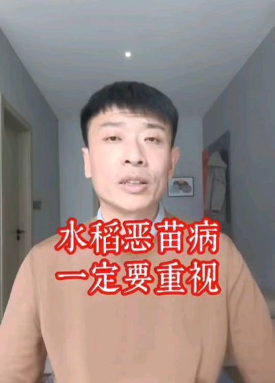 水稻恶苗病发生原因及预防！