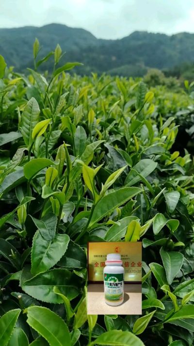 茶叶壮芽