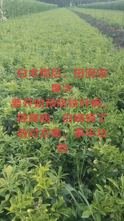 雨期过后白术病害要防治了
预防铁叶病，白娟病
现在也进入了膨大期
可以打膨大的