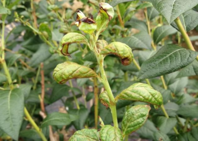 蓝莓蓟马微小难察，危害叶片嫩梢花果，需农物生化综合防治