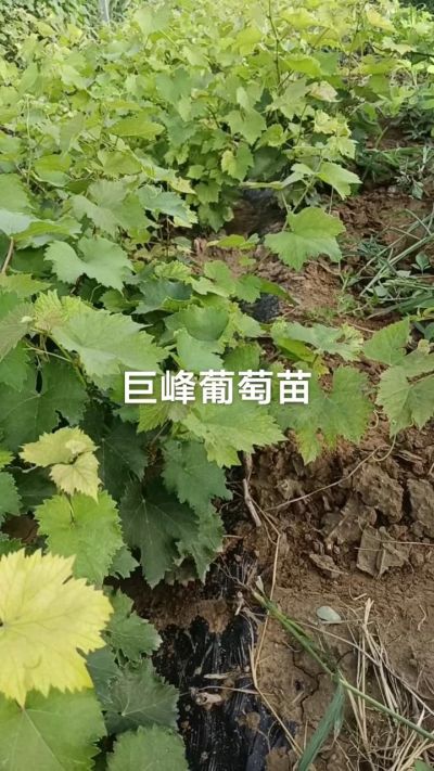 巨峰葡萄苗。一年扦插苗。需要联系。苗圃基地直销！需要联系18534302961