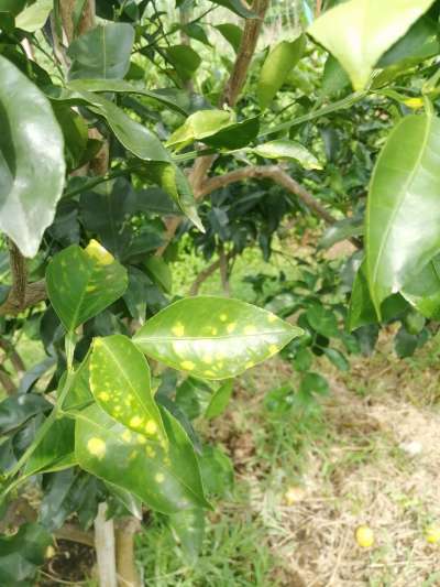 叶斑病，真菌感染