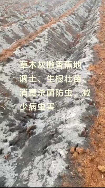[太阳]纯植物草木灰源头厂家，草木灰广泛适用于各类农作物，是性价比很高的有机肥