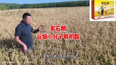 多石粮--谷物小分子有机酸
水稻/小麦，分蘖期 孕穗期 灌浆期 ，使用3次，增产看得见