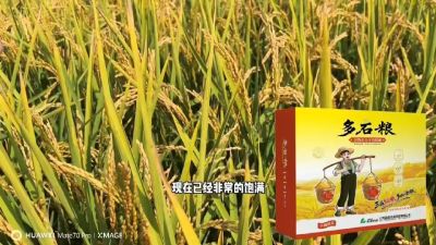 多石粮-谷物小分子有机酸，田间表现。
剑叶挺拔，灌浆饱，千粒重，上粮快。