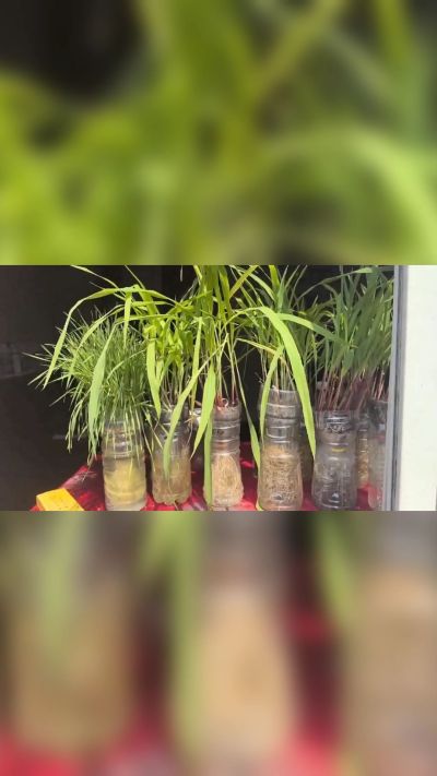 微生物菌剂，出厂前每克添加5亿微生物。最新实验生根育苗，保证不烧苗，促进毛细根增长，抑制病虫害，疏松土壤，保水保肥。近期需要用肥的老板提前联系，19331068337微信同步。