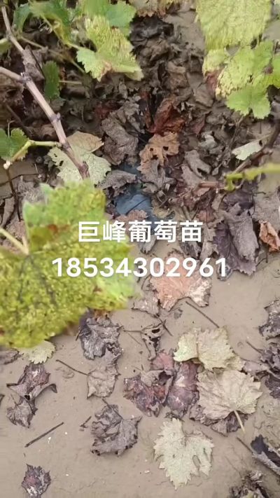 巨峰葡萄苗，一年扦插苗，苗圃基地直销！需要联系18534302961