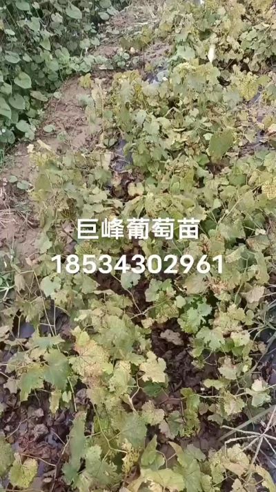 出售早熟巨峰葡萄苗。药用连翘苗，科研五号优质种苗，2/5年苗，药用连翘树，挂果树，全国包邮到家！财富密码18534302961