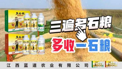冬季种植，油菜，小麦，草莓等作物的，出现了除草剂药害，黄叶，僵苗，苗不长等问题，马上用多石粮，确保5天见到效果。