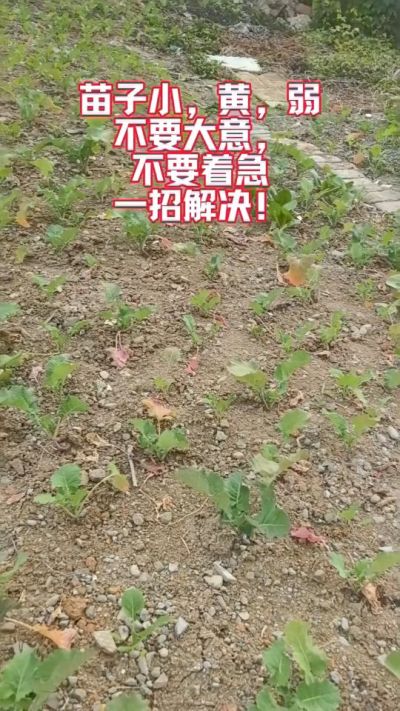 油菜苗子弱苗子小，就用多石粮，5天见效果。