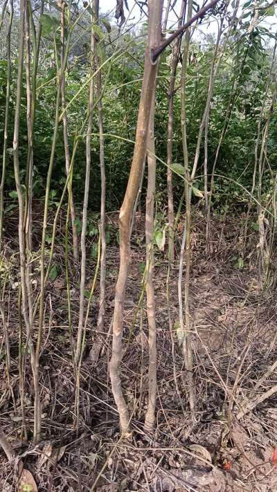 出售臭椿苗，巨峰葡萄苗。药用连翘苗，科研五号优质种苗，2/5年苗，药用连翘树，挂果树，全国包邮到家！财富密码18534302961