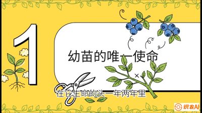 第6节：修剪决定产量（上）&mdash;&mdash;幼苗期与生长期修剪， 课程：《蓝莓&ldquo;高产&rdquo;实战课：从选苗到丰收的10个关键点》