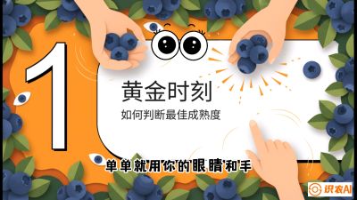 第10节：完美的&ldquo;果粉&rdquo;&mdash;&mdash;采摘时机与保鲜， 课程：《蓝莓&ldquo;高产&rdquo;实战课：从选苗到丰收的10个关键点》