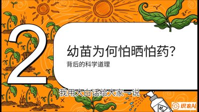 第02节：幼树管理&mdash;&mdash;&ldquo;防晒又防草，树势起得早&rdquo;，课程：《槟榔种植：从不懂到精通的10堂必修课》