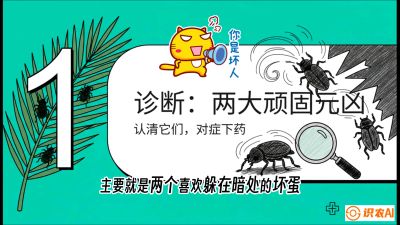 第06节：顽固虫害防治&mdash;&mdash;&ldquo;钻心虫与红蜘蛛，打准时间才服输&rdquo;《槟榔种植：从不懂到精通的10堂必修课》