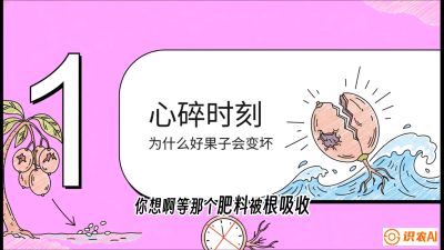 第08节：微量元素与保果&mdash;&mdash;&ldquo;补硼又补钙，果子不裂坏&rdquo;《槟榔种植：从不懂到精通的10堂必修课》