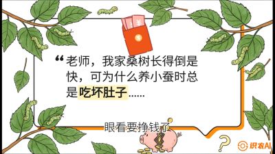 第01节：不仅仅是树&mdash;&mdash;顶级品种选配策略，课程：《桑海淘金：桑树高产与蚕桑安全进阶实战课》