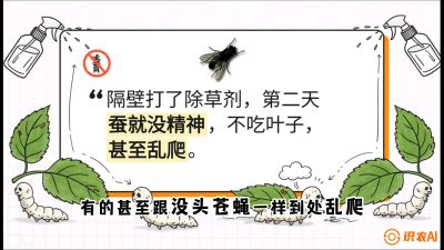 第05节：养蚕人的&ldquo;排雷战&rdquo;&mdash;&mdash;除草剂的生死禁忌，课程：《桑海淘金：桑树高产与蚕桑安全进阶实战课》