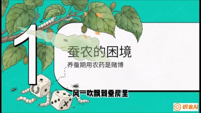 第06节：虫口夺叶（上）&mdash;&mdash;物理与生物防控绝技，课程《桑海淘金：桑树高产与蚕桑安全进阶实战课》