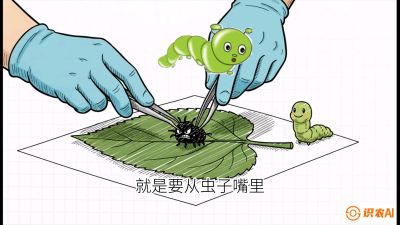 第07节：虫口夺叶（下）&mdash;&mdash;不得不打药时的&ldquo;解毒术&rdquo;，课程：《桑海淘金：桑树高产与蚕桑安全进阶实战课》