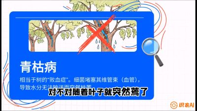 第08节：看不见的杀手&mdash;&mdash;青枯病与萎缩病，课程：《桑海淘金：桑树高产与蚕桑安全进阶实战课》