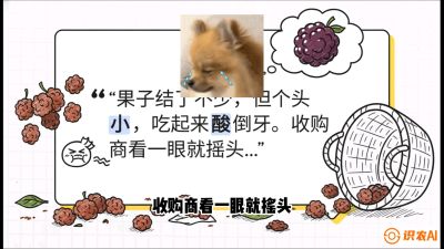 第10节：甜蜜的科学&mdash;&mdash;膨大、增甜与转色，课程：《桑海淘金：桑树高产与蚕桑安全进阶实战课》