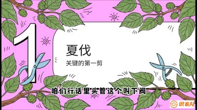 第11节：叶果双收&mdash;&mdash;特殊的夏伐与冬伐，课程：《桑海淘金：桑树高产与蚕桑安全进阶实战课》