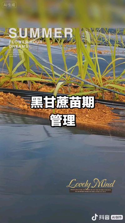 2025年11月份种下去的黑甘蔗苗