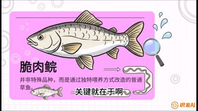 第六节：【老品升级&middot;脆肉鲩】如何让草鱼身价翻倍？，课程：《黄金鳞甲：2025中国淡水鱼高效养殖实战营》