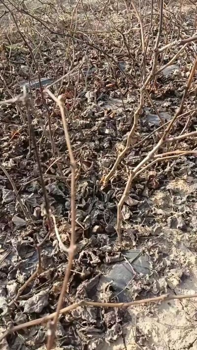 出售，巨峰葡萄苗。药用连翘苗，科研五号优质种苗，2/5年苗，药用连翘树，挂果树，全国包邮到家！财富密码18534302961