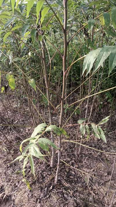 臭椿树苗，一年苗，需要联系我