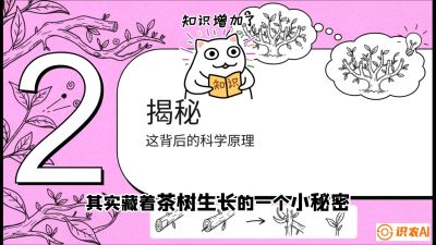 第04节（修剪篇）：树势复活术：从&ldquo;越剪越弱&rdquo;到&ldquo;枝繁叶茂&rdquo;的能量管理与夏秋茶逆袭，课程：《茶金时代：从&ldquo;看天吃饭&rdquo;到&ldquo;精准控局&rdquo;的茶叶高产提质实战课》