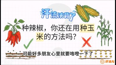 第1节：【品种定江山】工业辣椒vs小米辣：底肥公式与密度陷阱的&ldquo;百万生意经&rdquo;，课程：《辣椒种植实战特训营，从工业辣椒到精品小米辣，教你如何把&ldquo;草&rdquo;种成&ldquo;金&rdquo;》