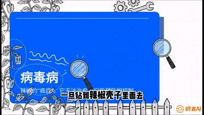 第5节：【病毒病阻击】辣椒的&ldquo;癌症&rdquo;怎么治？从&ldquo;绝收恐慌&rdquo;到&ldquo;带毒生产&rdquo;的逆转术，课程：《辣椒种植实战特训营，从工业辣椒到精品小米辣，教你如何把&ldquo;草&rdquo;种成&ldquo;金&rdquo;》