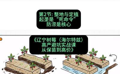 第二节： 整地与定植&mdash;&mdash;起垄是&ldquo;死命令&rdquo;，防涝是核心，课程：《辽宁树莓（海尔特兹）高产避坑实战课：从保苗到高价》