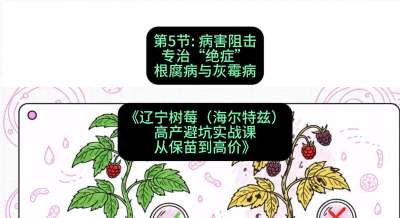 第五节： 病害阻击&mdash;&mdash;专治&ldquo;绝症&rdquo;根腐病与灰霉病，课程：《辽宁树莓（海尔特兹）高产避坑实战课：从保苗到高价》