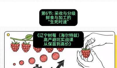 第六节： 采收与分级&mdash;&mdash;鲜食与加工的&ldquo;生死时速&rdquo;，课程：《辽宁树莓（海尔特兹）高产避坑实战课：从保苗到高价》