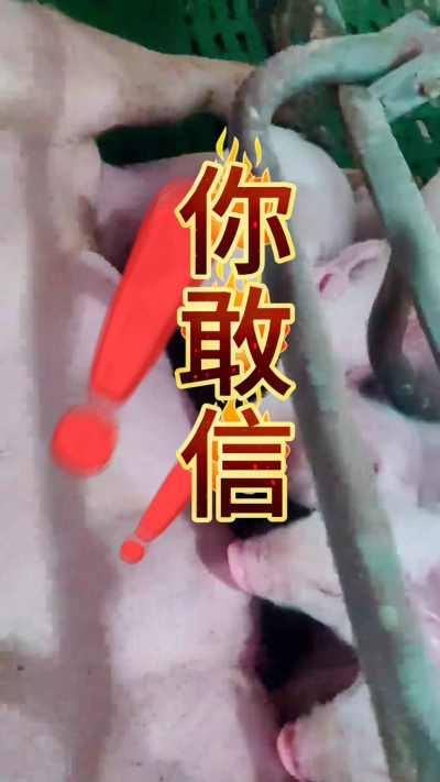 小猪抢不到奶，干瘦不长肉？成活率总上不去？😭
自从用上南商农科这款仔猪补奶机，再也没这烦恼！
✅ 一键设置下料参数，新手也能上手
✅ 恒温补奶，小猪抢着喝，长势超均匀
从车间精工组装到猪场落地使用，每