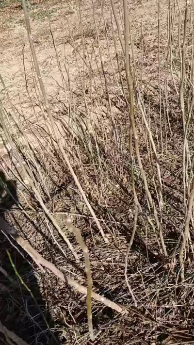 出售臭椿苗，巨峰葡萄苗。药用连翘苗，科研五号优质种苗，2/5年苗，药用连翘树，挂果树，全国包邮到家！财富密码18534302961