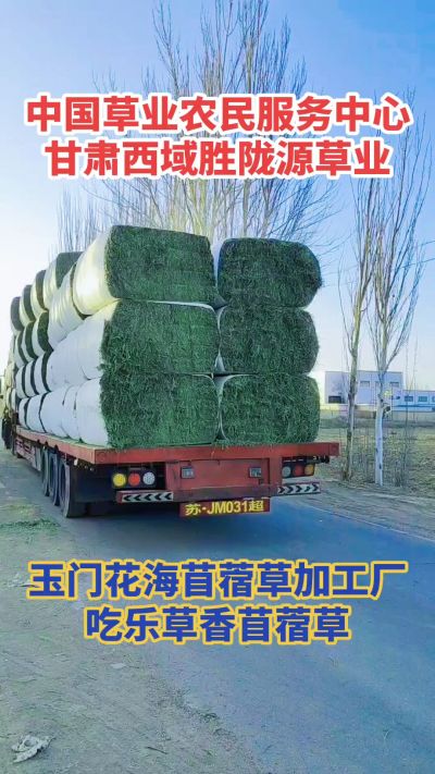 中国苜蓿草原产地批发苜蓿草 甘肃玉门胜陇源草业。18293765000