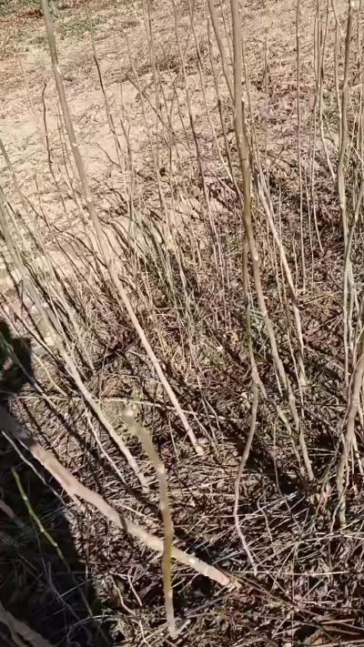 出售臭椿苗，巨峰葡萄苗。药用连翘苗，科研五号优质种苗，2/5年苗，药用连翘树，挂果树，全国包邮到家！财富密码18534302961