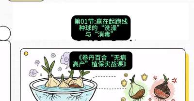 第01节：赢在起跑线&mdash;&mdash;种球的&ldquo;洗澡&rdquo;与&ldquo;消毒&rdquo;，课程：《卷丹百合&ldquo;无病高产&rdquo;植保实战课》#识农AI