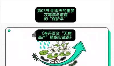 第03节：阴雨天的噩梦&mdash;&mdash;灰霉病与疫病的&ldquo;保护伞&rdquo;，课程：《卷丹百合&ldquo;无病高产&rdquo;植保实战课》#识农AI