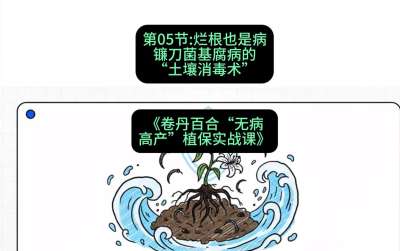 第05节：烂根也是病&mdash;&mdash;镰刀菌基腐病的&ldquo;土壤消毒术&rdquo; ，课程：《卷丹百合&ldquo;无病高产&rdquo;植保实战课》#识农AI