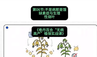 第06节：不是病那是饿&mdash;&mdash;缺素症与生理性烧叶 ，课程：《卷丹百合&ldquo;无病高产&rdquo;植保实战课》#识农AI