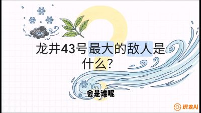 第04节：龙井双璧&mdash;&mdash;龙井43与群体种的差异化护养（重点），课程：《茗茶卫士&mdash;&mdash;茶叶病虫害绿色防控实战课》#识农AI