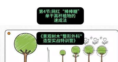 第04节：网红&ldquo;棒棒糖&rdquo;&mdash;&mdash;单干高杆植物的速成法，课程：《景观树木&ldquo;整形外科&rdquo;造型实战特训营》#识农AI