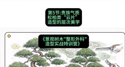 第05节：贵族气质&mdash;&mdash;松柏类&ldquo;云片&rdquo;造型的层次美学，课程：《景观树木&ldquo;整形外科&rdquo;造型实战特训营》#识农AI