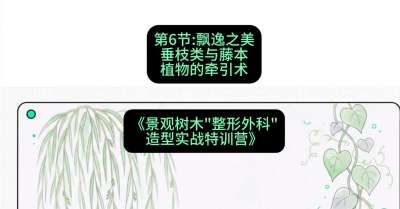 第06节：飘逸之美&mdash;&mdash;垂枝类与藤本植物的牵引术，课程：《景观树木&ldquo;整形外科&rdquo;造型实战特训营》#识农AI